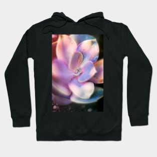 Rainbow echeveria Hoodie